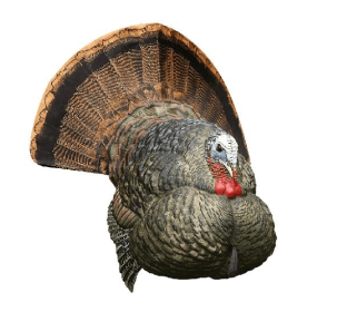 Avian-X LCD Strutter Turkey Decoy