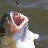 Outdoor Fishing Cranked Stripers Hook Set